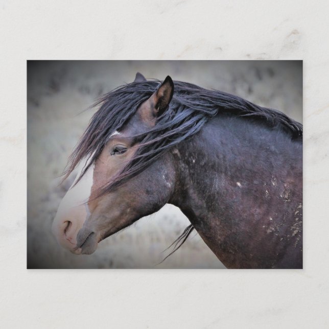 McCullough Peaks Wild Horses Postcard (Front)