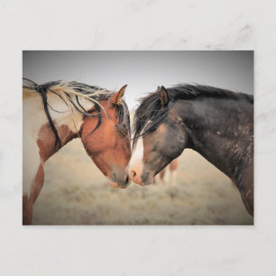 McCullough Peaks Wild Horses Postcard