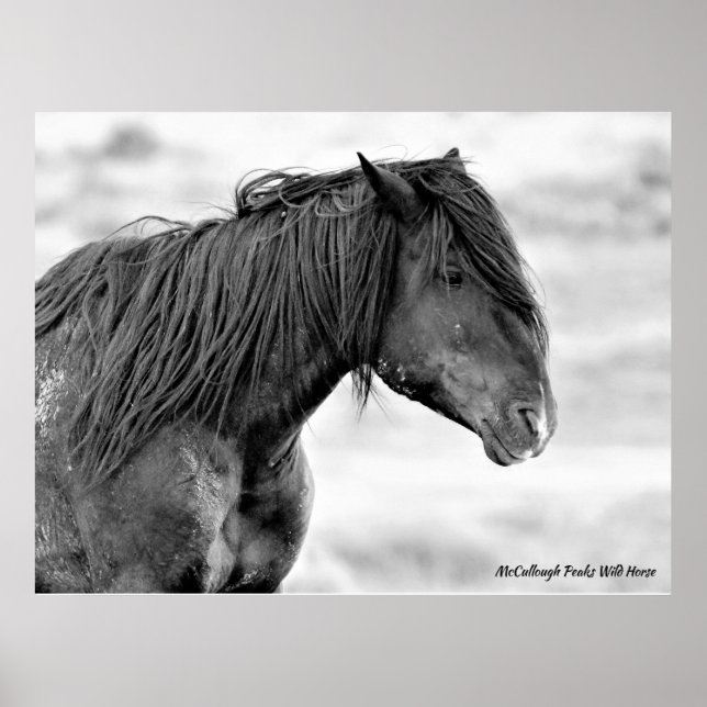 McCullough Peaks Wild Horses Poster (Front)