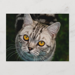 McGonagall cat postcard