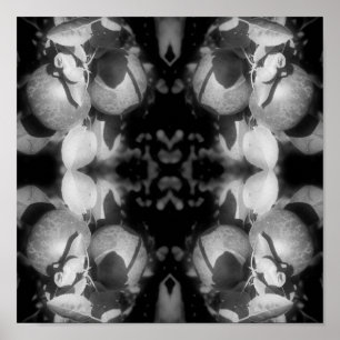 McIntosh Apples On Tree Black And White Abstract Poster