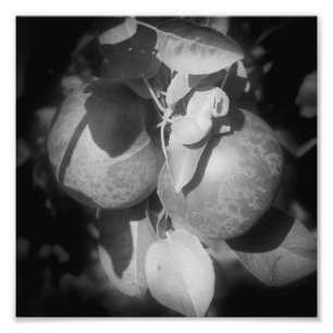 McIntosh Apples On Tree In Black And White 8x8 Photo Print