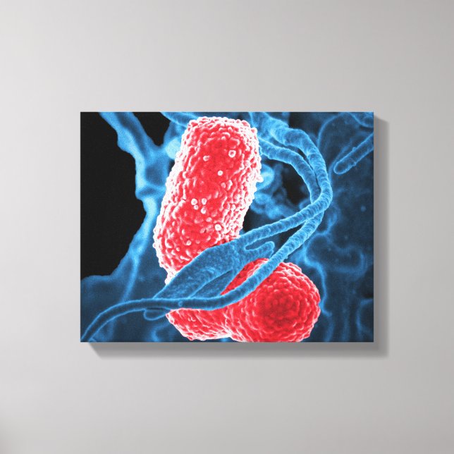 (MDR) Klebsiella pneumoniae abstract art biology Canvas Print (Front)