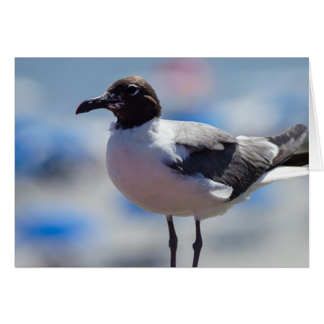 Me A Seagull Greeting Card (Front Horizontal)