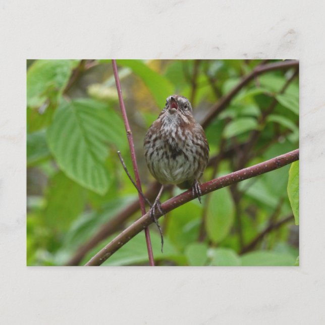 Me Chanter Une Carte Postale (Devant)