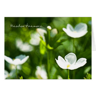 Meadow Anemone Blank Card