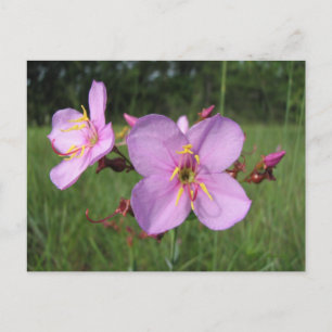 Meadow Beauty Postcard
