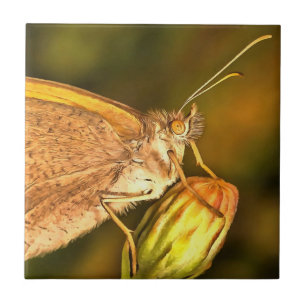 Meadow Brown Beautiful Butterfly Art Tile