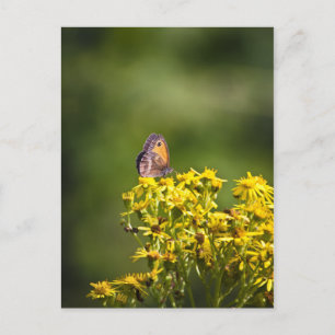 Meadow Brown Butterfly on ragwort flowers Postcard