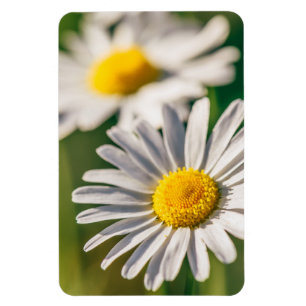Meadow daisy flower magnet