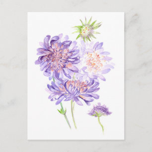 meadow flowers postcard