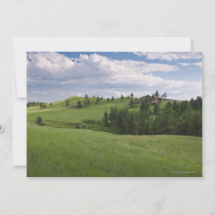 Meadow in Custer State Park