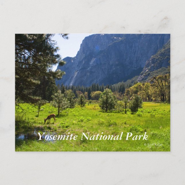 Meadow in Yosemite Carte postale (Devant)