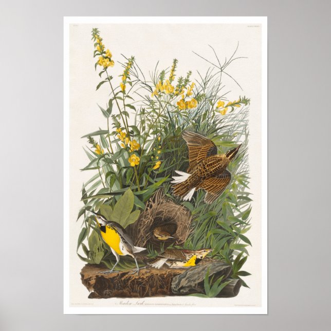 Meadow Lark par Audubon Poster (Devant)