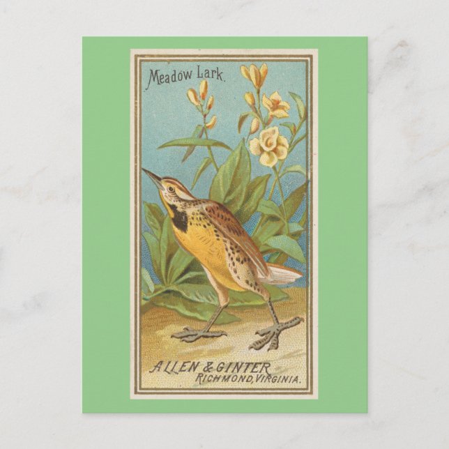 Meadow Lark Postcard (Front)