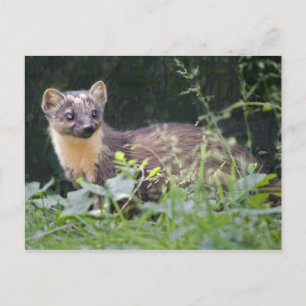 Meadow Marten Postcard