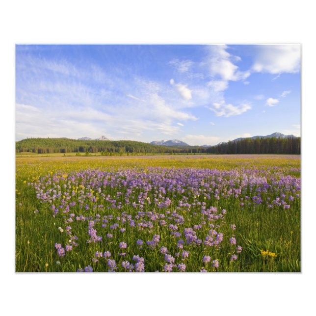 Meadow of penstemon wildflowers in the 2 photo print (Front)