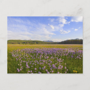 Meadow of penstemon wildflowers in the 2 postcard