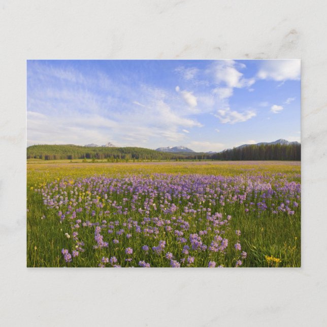 Meadow of penstemon wildflowers in the 2 postcard (Front)