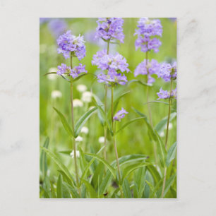 Meadow of penstemon wildflowers in the postcard