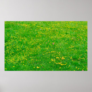 Meadow of wild flowers of the Dolomites Alps on su Poster