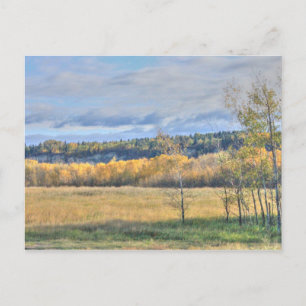 Meadow with Aspens Postcard