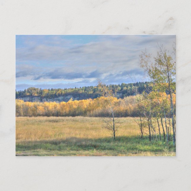 Meadow with Aspens Postcard (Front)