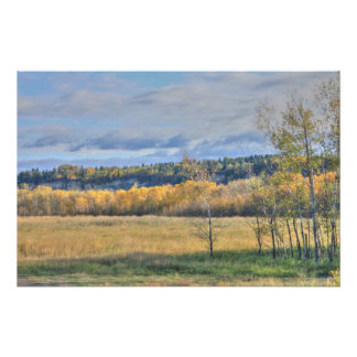 Meadow with Aspens Poster
