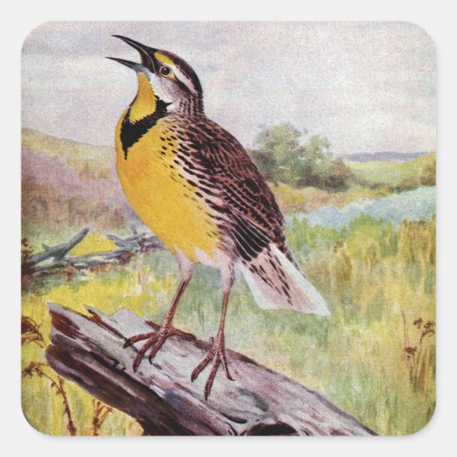 Meadowlark on a Branch Square Sticker (Front)