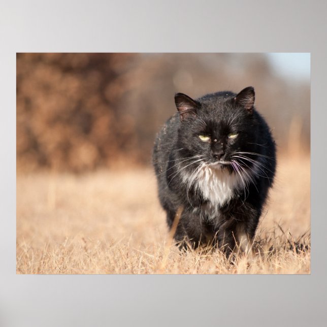 Mean Looking Softie Poster (Front)