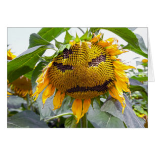 mean sunflower
