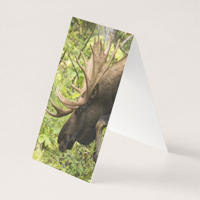 Meandering Moose (Back)