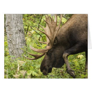 Meandering Moose