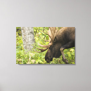 Meandering Moose Canvas Print