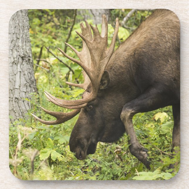 Meandering Moose Coaster (Front)