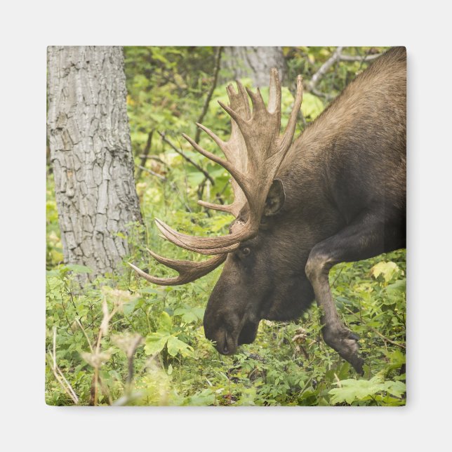 Meandering Moose Magnet (Front)