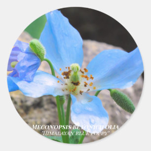 Meconopsis betonicifolia [Round Seal] ラウンドシール Classic Round Sticker