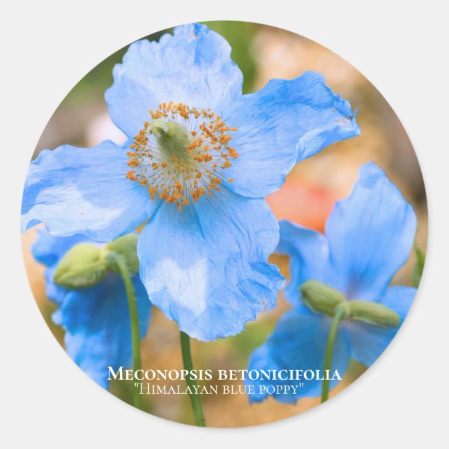 Meconopsis betonicifolia [Round Seal] Round Seal (Front)
