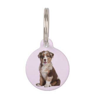 Médaillon Pour Animaux Berger australien |