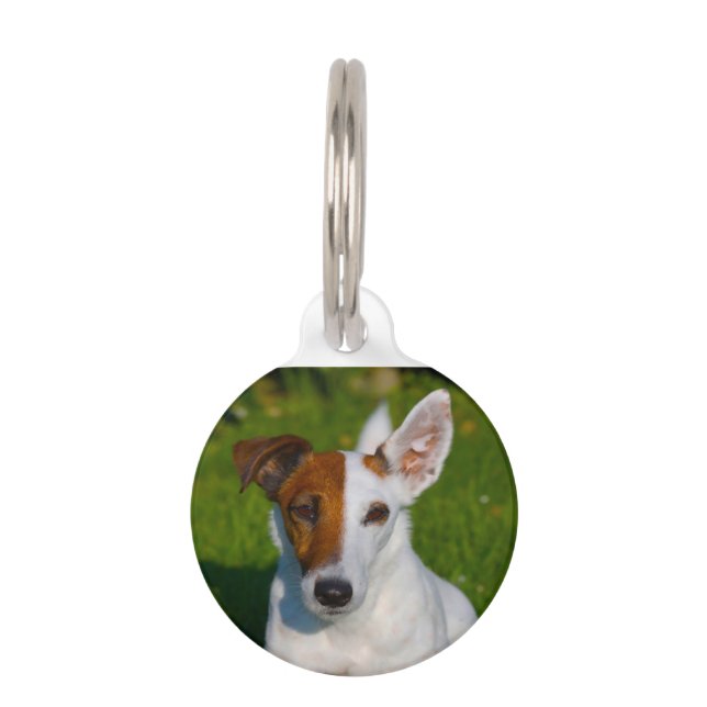 Médaillon Pour Animaux Chien de Fox Terrier. (Devant)