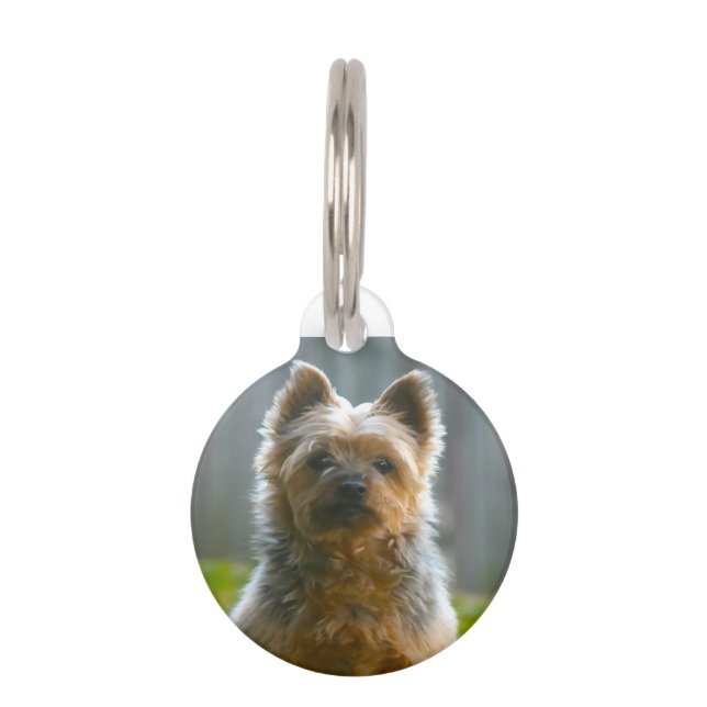 Médaillon Pour Animaux Chien de Silken Terrier. (Devant)