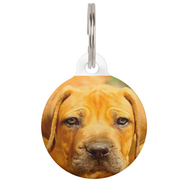 Médaillon Pour Animaux Chien Mastiff Anglais. (Devant)