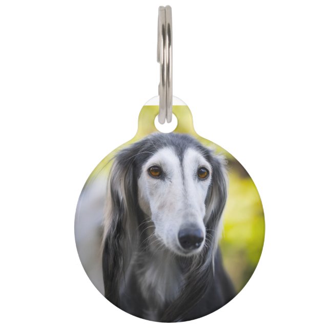 Médaillon Pour Animaux Chien saluki (Devant)