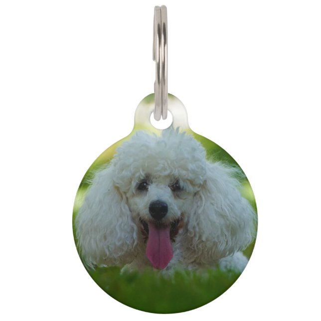 Médaillon Pour Animaux Chiens de caniche. (Devant)