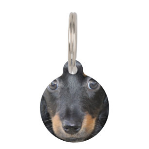 Médaillon Pour Animaux Chiot de teckel