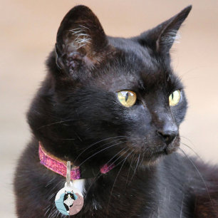 Médaillon Pour Animaux Couvertures de chat smoking fantaisiste rose et bl