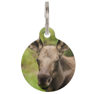 Médaillon Pour Animaux Curieux orignal