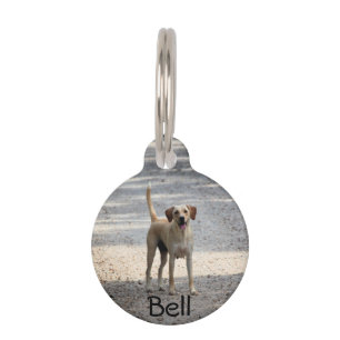 Médaillon Pour Animaux Laboratoire