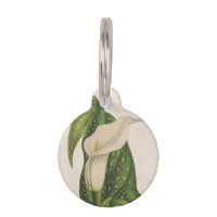 Le vert vintage de zantedeschia de fleur laisse le