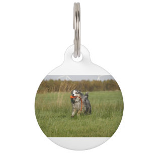 Médaillon Pour Animaux merle bleu aussie courant avec un jouet